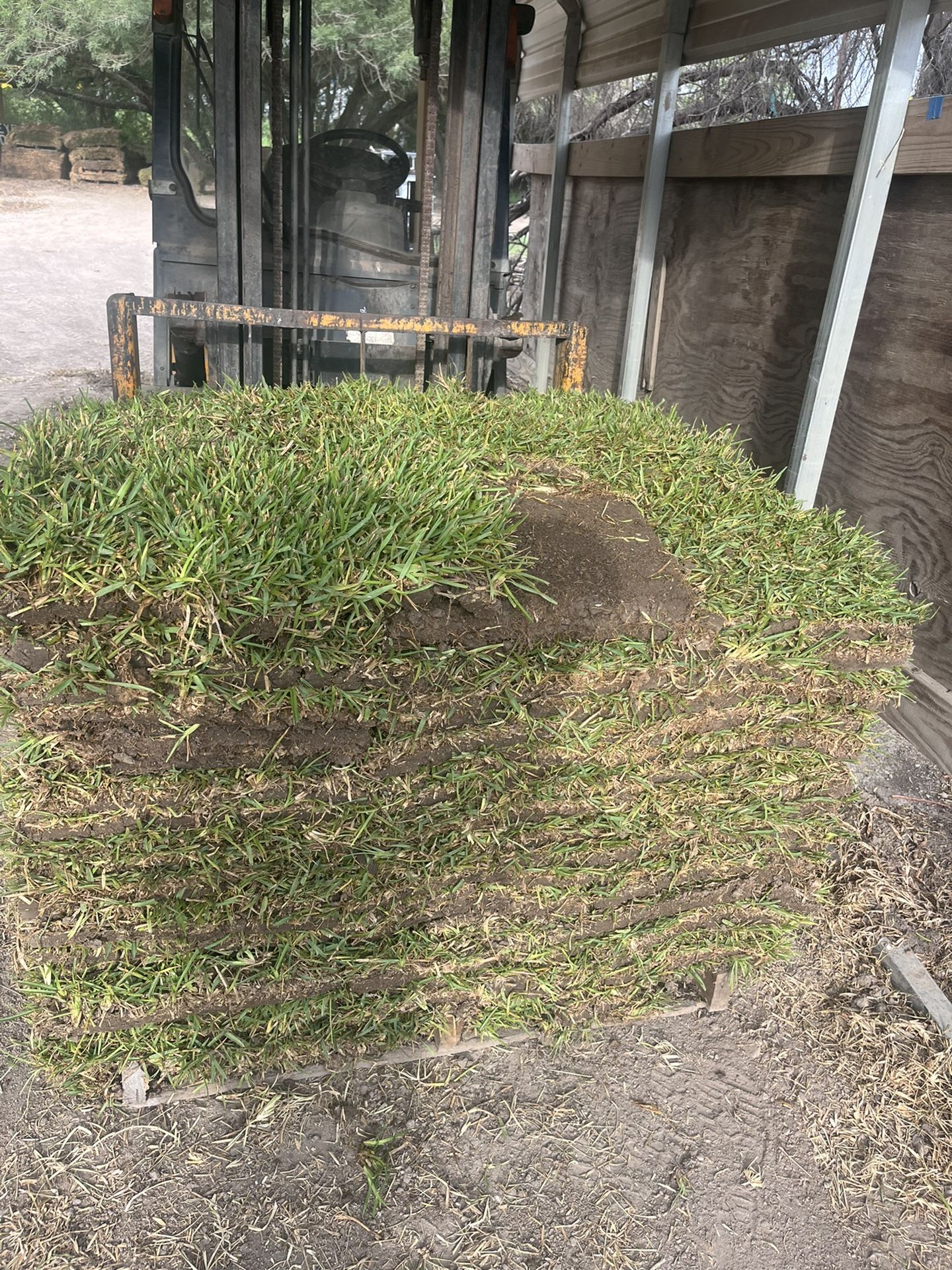 Saint Agustin Grass  For Sale And Installation Available Too