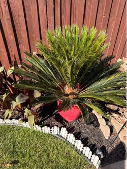 Large Sego Palm