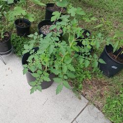 Tomato And Basil Plant