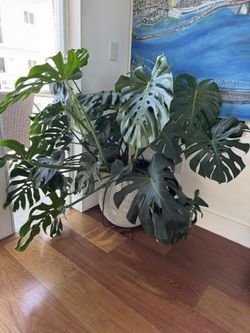 Large Monstera Plant With Pot
