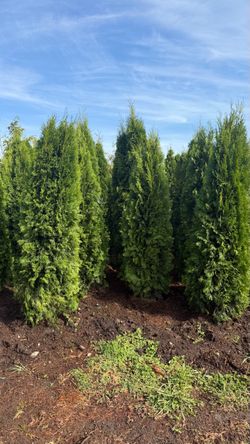 Emerald Green Arborvitae (8’)