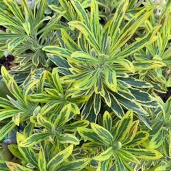Euphorbia Ascot Rainbow