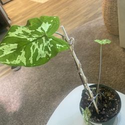 alocasia hilo beauty live real plant 