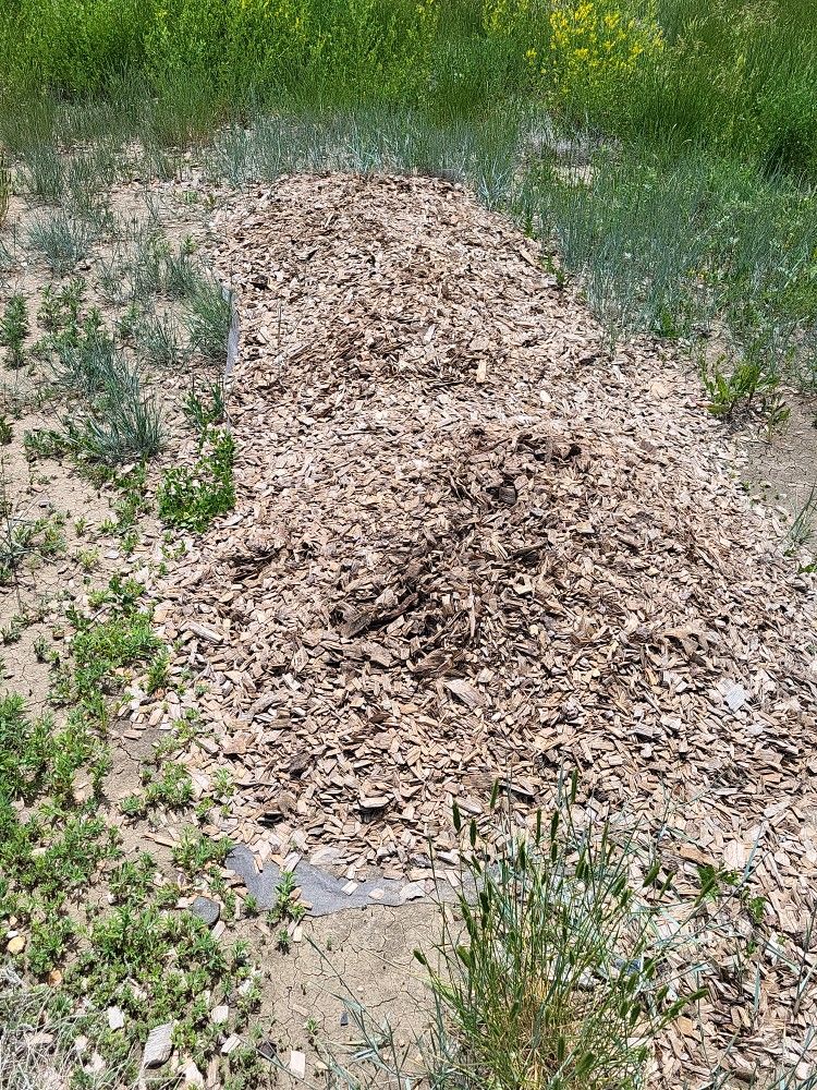 Free Cedar Chips / Play Chips