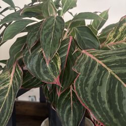 Red Aglaonema plant
