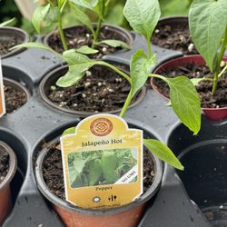 Hot Jalapeño Pepper In 4 Inches Pot