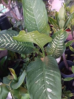 Beutiful plant