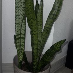 Large Snake Plants 