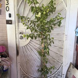 White Bougainvillea Plant Flower 