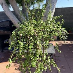 Elephant  Bush Plant/Planta  De La Moneda