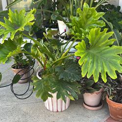 Plant In Designer Terracotta Pot