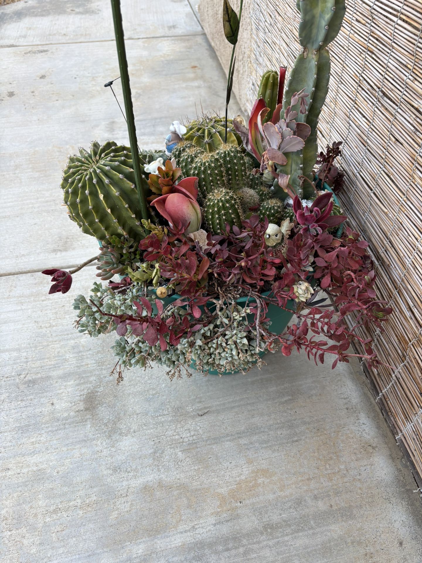 Cactus Pot 5 Gallons