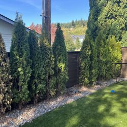 6-8 Ft arborvitae