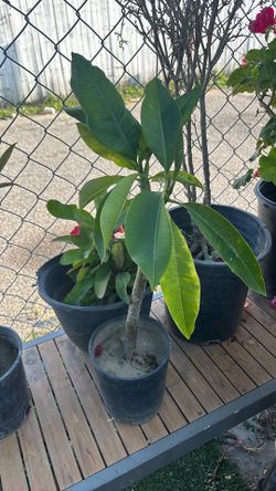 Planta hawaiana