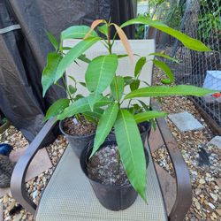 stringy mango trees from seeds