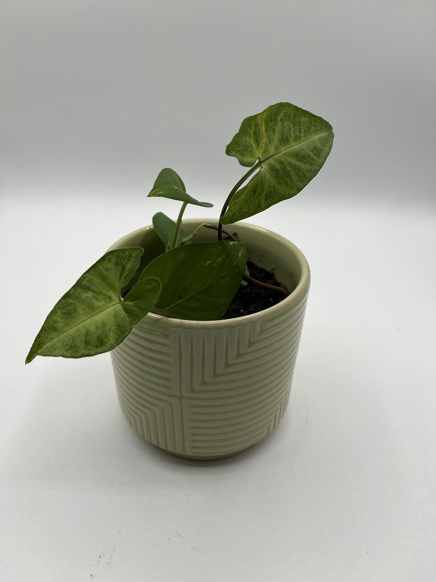 Small Pot With Live Arrowhead And Ivy Plants