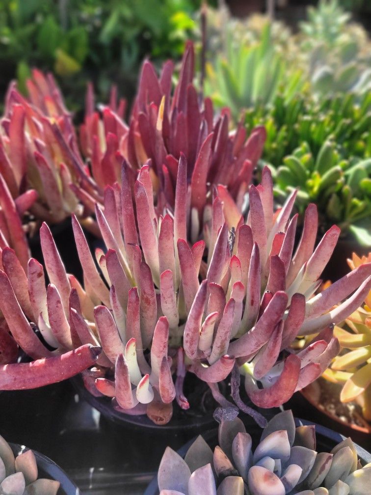 Cotyledon Chocolate Fingers