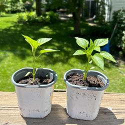 Bell Peppers Plants For Sale