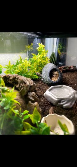 Enclosure for leopard gecko