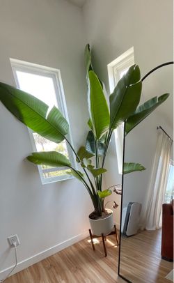 Big plant with Pot and Stand