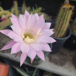 BEAUTIFUL CACTUS  🌵 PLANTS 🌵 $10.