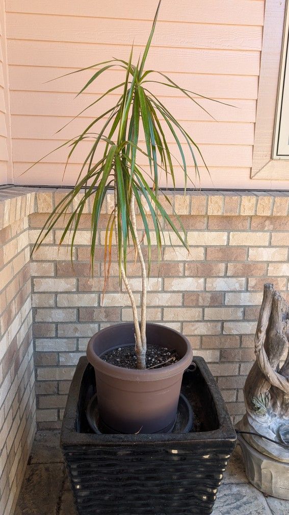 Two Plants With Large Black Plant Holders