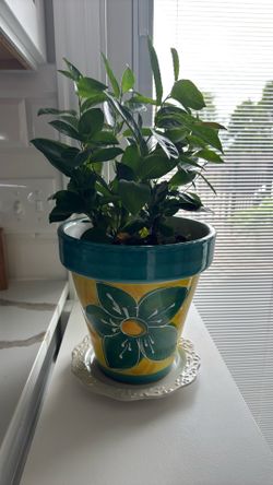 Plant & Pot produces light yellow flowers