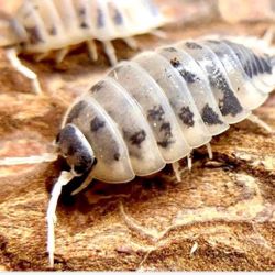 Porcellio laevis – “ Dairy Cow ” Isopods