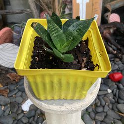 Medium Snake Plant/ Snake Plant/ Plant/ Holiday Gifts/ Garden/ Decorative/ Present/Gift/ Co-Worker/ Boss/ Family/ Friend/ Cactus/ Succulent