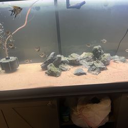 75 gallon with stand