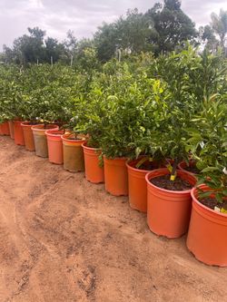 5 Gallon Size- Lemon Trees- Lime Trees- Orange Trees- Tangerine Trees- Grapefruit Trees