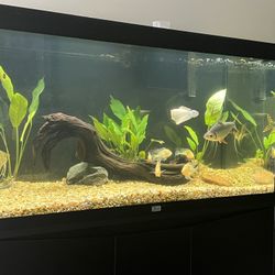 100 Gallons Fish Tank