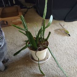 Orchid Cactus (Epiphyllum Hybrids)