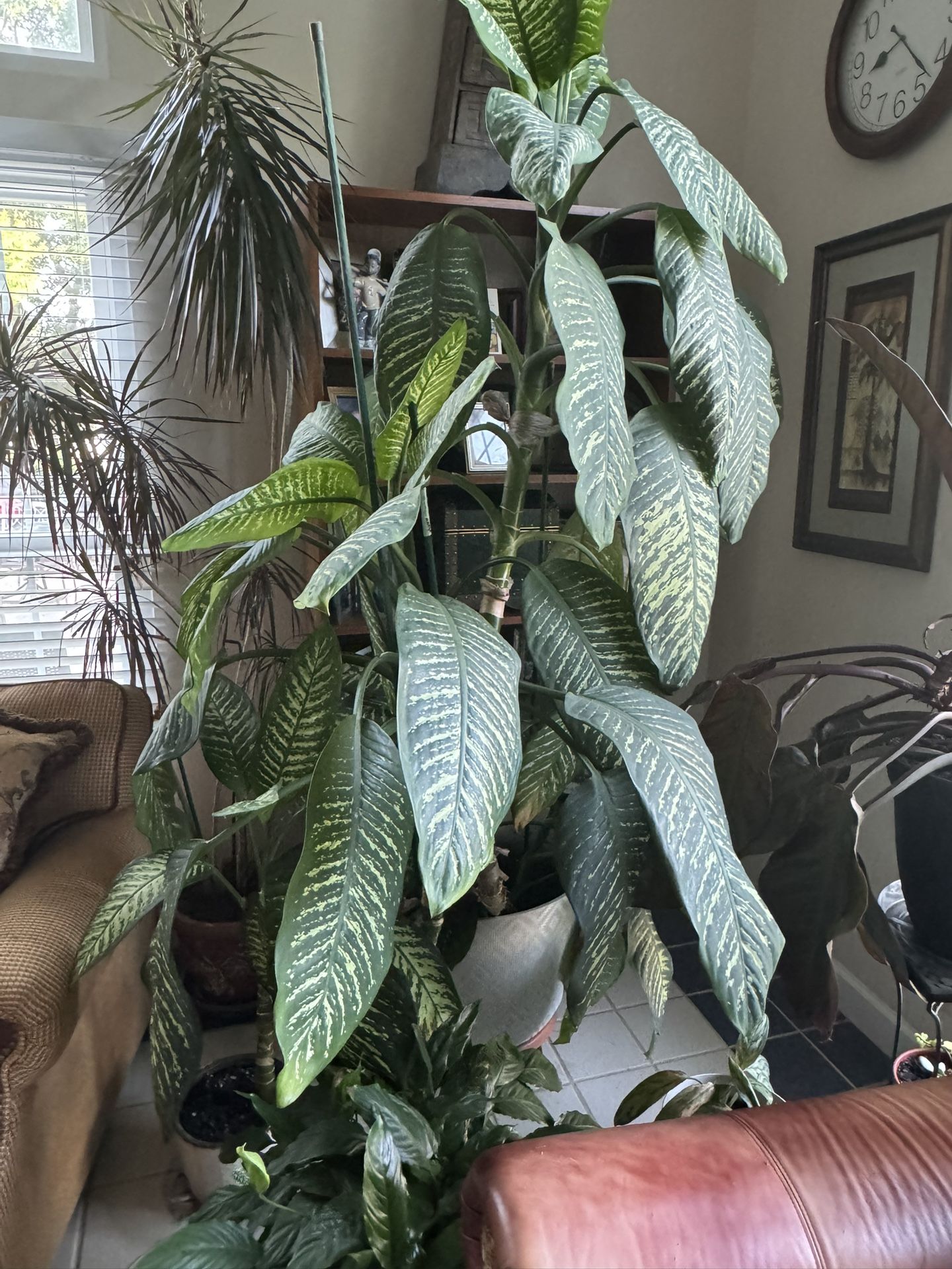 House plants