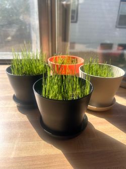 POT OF YARD - Your Very Own Tiny Lawn 🌱