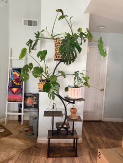 Plant 🌱 stand with growing lights
