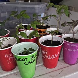 Tomato Plants And Seedlings