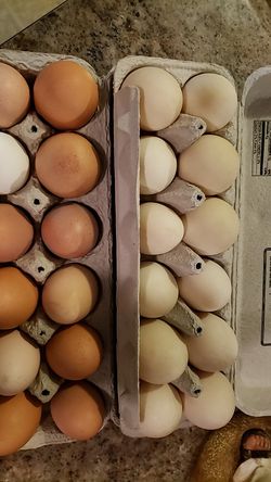 Duck and chicken eggs