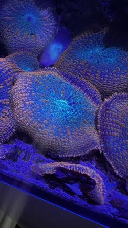 Salt Water Reef Mushroom Corals