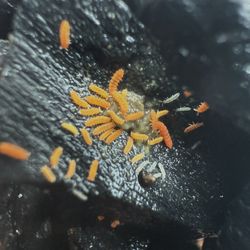 Orange Springtails