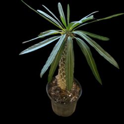 We’re going LIVE on Palmstreet on Mar 2, 6PM EST ✨ Don’t miss out!  Details: - Located in: Ellenwood , GA  Come take a peek at my LEAVES!!!  https://p