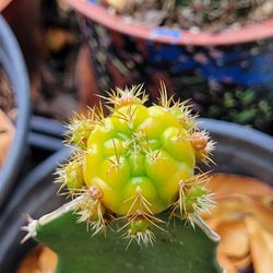 Cactus Varigated Gymnocalycium Thai hybrid 