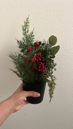 Mini Christmas plant