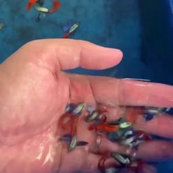 Aquarium Supplies 