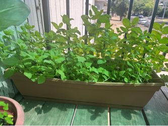 Mint plants