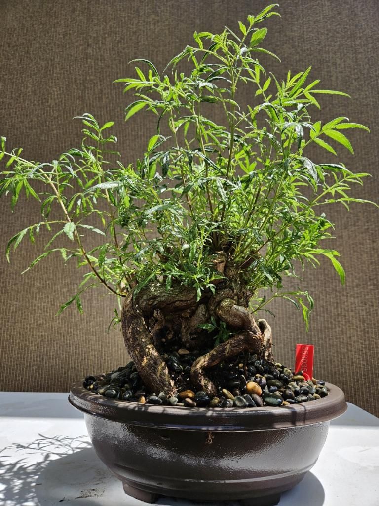 Old Grevillea Robusta Silky Oak Bonsai Tree