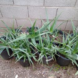 Aloe .Vera 