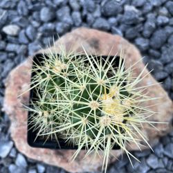 Golden Barrel Cluster 