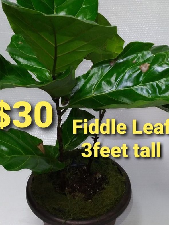Real 3feet fiddle Leaf Plant $30