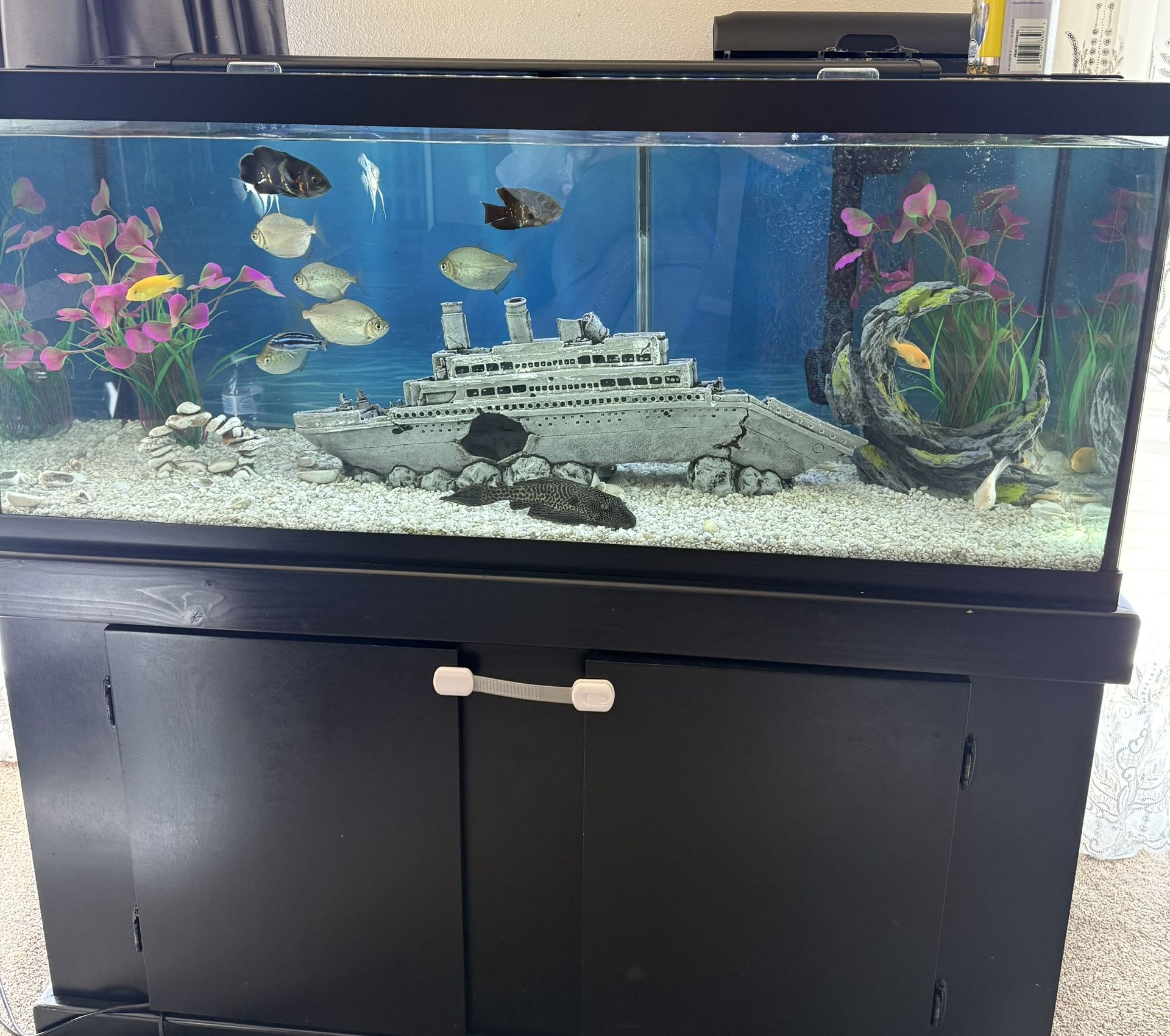 60 Gallon Fish Tank With All Fishes And Accessories Included!